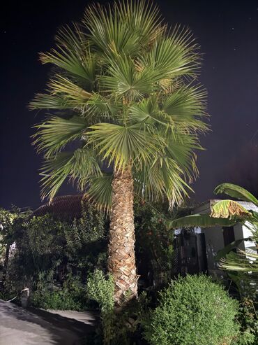 Digər bitkilər: Palma agaci tecili satilir 6metrden hundurdu unvan Kurdemir qiymeti