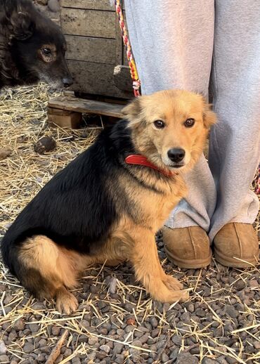 Отдам даром собаку: Собака даром: Дворняжка, 1 год, Самка, С прививкой — 5