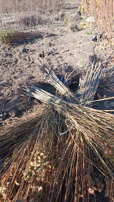 Ağaclar: Yalnız bizim təsərfatimizda bölgələrə uyğun olaraq ağacların kok — 16