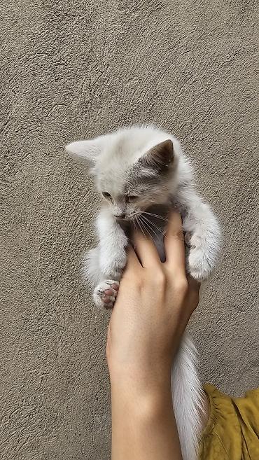Кошки: Кошка даром: Беспородная, 3 месяца, Девочка, Приучена к лотку — 8