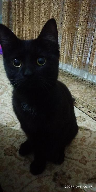 Отдам даром кошку: 6 месяцев, Мальчик, Приучена к лотку, Проглистована — 4