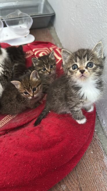 Отдам даром кошку: Кошка даром: Беспородная, 1 месяц, Девочка, Приучена к лотку