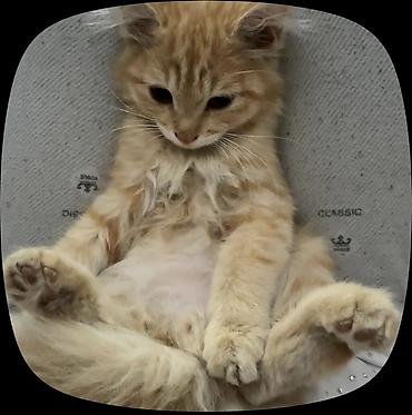котята пушистые: Беспородная, 4 месяца, Мальчик, Рыжий — 3