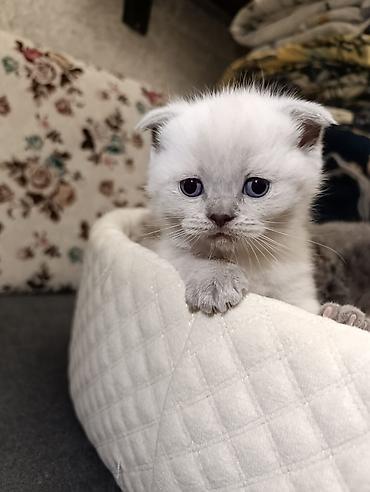 Pişiklər: Şotland, Ödənişli çatdırılma — 7