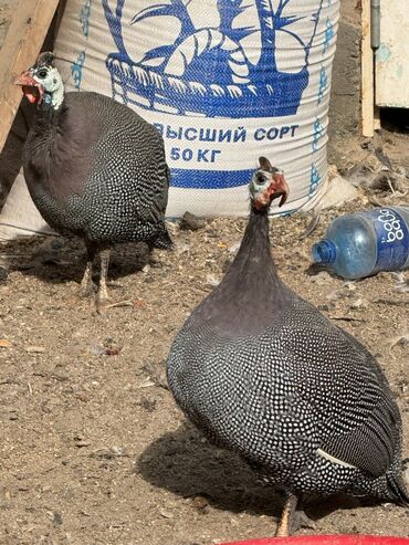 купить декоративных курей: Продаю | Куры, Петух