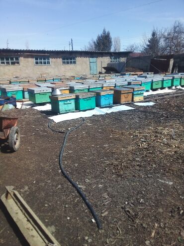 С/х животные и товары: Продается пасека. платформа на 76 семей. А также зимовалые пчелосемьи