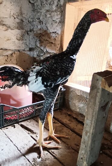 danişan quş: 2 dene pileymut heyratı bece xoruz 🐓 biri 40 manata catırılma yoxdur