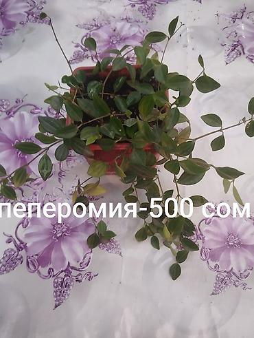 Другие комнатные растения: Комнатные растения 1) Сансевиерия (сансевьера, «тещин язык») - — 14