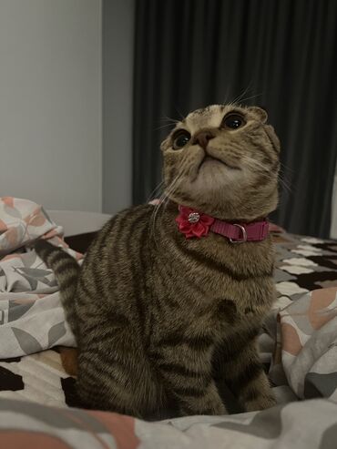 Продажа кошек: Шотландский вислоухий котёнок (Scottish Fold) - Порода: шотландская