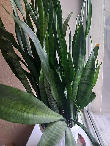 Сансевиерия (Sansevieria, «щучий хвост», «тещин язык») в горшке. - at lalafo.kg Сансевиерия (Sansevieria, «щучий хвост», «тещин язык») в горшке. -