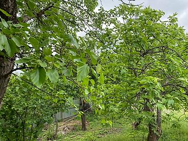 kirayə ev zabrat 1: Alekseevka, 23 kv. m, 7 otaqlı, Hovuzsuz, Qaz, Su, İnternet — 5