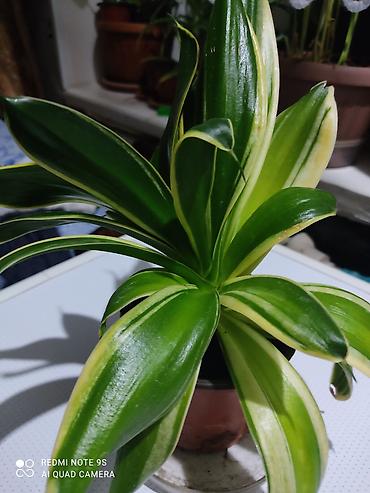 Другие товары для дома и сада: Продаю диффенбахии. Диффенбахия чистит воздух, помогая удалять из — 12