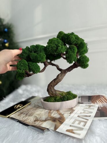 Декоративные цветы: Деревья-бонсай из натурального стабилизированного мха🌳 -это — 57
