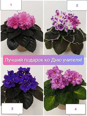 День учителя уже близко!!! 🩷💜💚 Не знаете, что подарить учителю?
