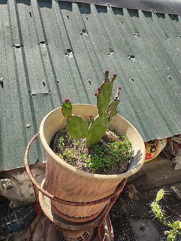 Otaq bitkiləri: Məhsul: Saksi içində müxtəlif kaktuslar - Növlər: Opuntia (nopal — 7