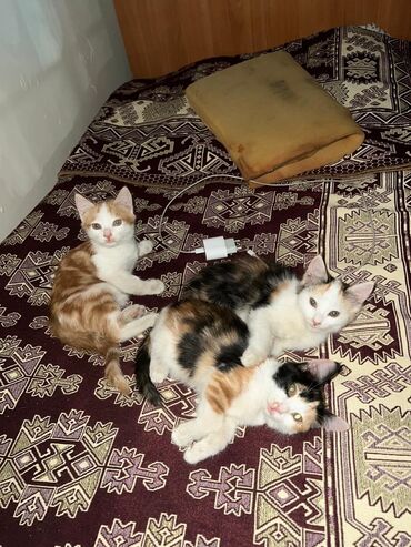 где можно купить котят: Кошка даром: Беспородная, 4 месяца, Девочка, Приучена к лотку