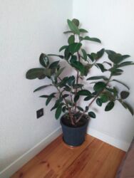 фикус лировидный: Fikus elastika (Rezin ağacı) – otaq bitkisi - Növ: Ficus elastica