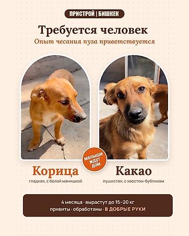 Собака даром: 4 месяца, Самка, С прививкой