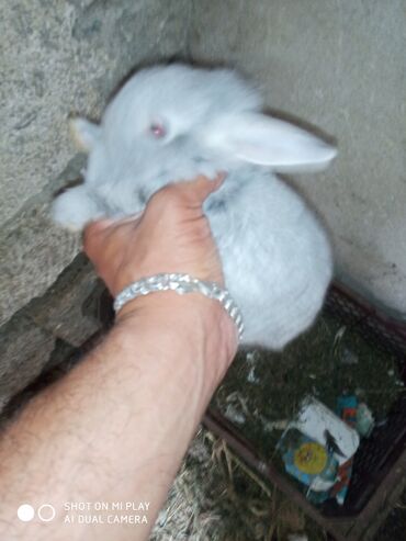 Dovşanlar: Dovşan karlik dovşanlar balalar 1 aylığ Krolik karlik zayciki Aslan — 3