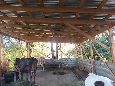 Продажа коттеджей и домов: Продаётся дом село Полтавке в одном участке два дома 1ый дом полтора — 24