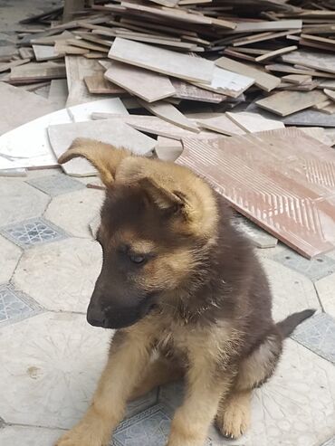 xacmaz heyvan bazari: Alman çoban iti, 3 ay, Dişi, Peyvəndli, Ünvandan götürmə