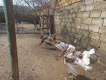 K/t heyvanları və malları: Hinduşka sürüsü – qəhvəyi-ağ ləkəli rəngdə, iri bədən quruluşlu — 2