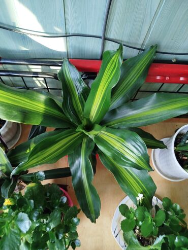 Другие комнатные растения: Другие комнатные растения — 2