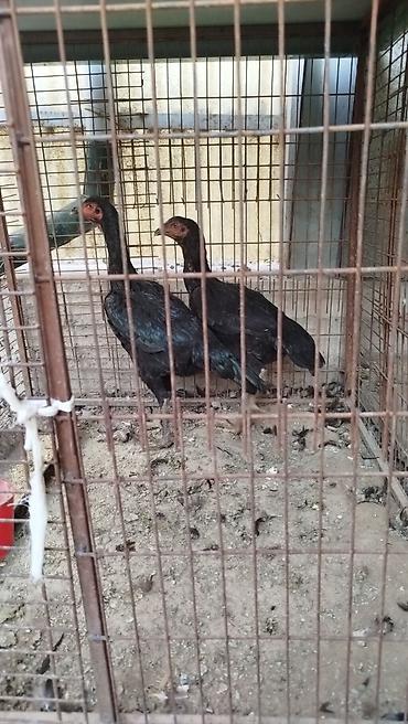 перья птиц: Дакан жожо мекиштер сатылат активный алмашу жолдору бар адрес Бишкек — 1