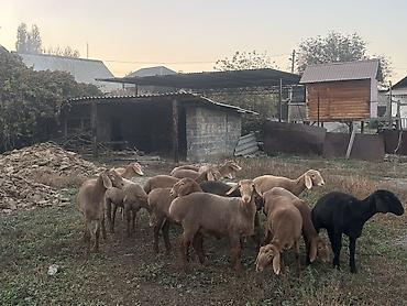 рыбки аквариумные бишкек: Продаю | Овца (самка) | Арашан | Для разведения | Ярка — 2
