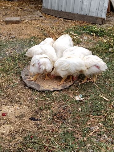 Toyuqlar: Təmizlənmiş Colpa var təmiz əti 1500.1600.1700.1800di istəyən zakas — 7