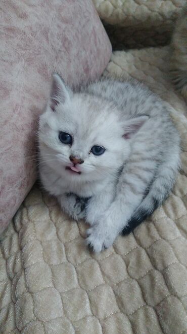 british cat: Temiz şinşilla balası satılır dişidi 50günlükdü lakot terbiyesi var