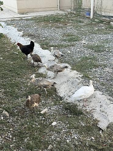 Tovuz quşları: Tovuzquşu balaları - Ağcabədi rayonunda yerləşir. - cütü 150 azndir -da lalafo.az — 11 Tovuz quşları: Tovuzquşu balaları - Ağcabədi rayonunda yerləşir. - cütü 150 azndir — 11