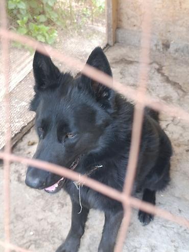 Продажа собак: Немецкая овчарка, 2 года, Самец — 3