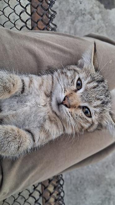 кошка продаётся: Котята домашние - Описание: два котёнка, ласковые и любознательные — 1