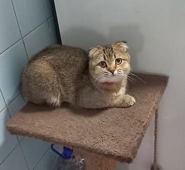 вислоухие кошки бишкек: Скотиш Фолд (Шотландская вислоухая), 2 месяца, Девочка, Золотая шиншилла, Приучена к лотку — 6