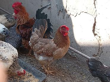brama toyuqları: Курица, Для разведения, Самовывоз — 3