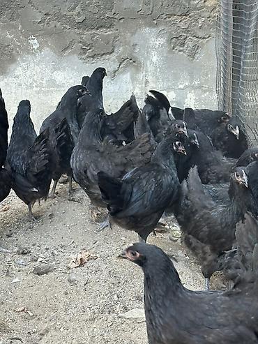 meşə toyuğu: Toyuq, Damazlıq — 1