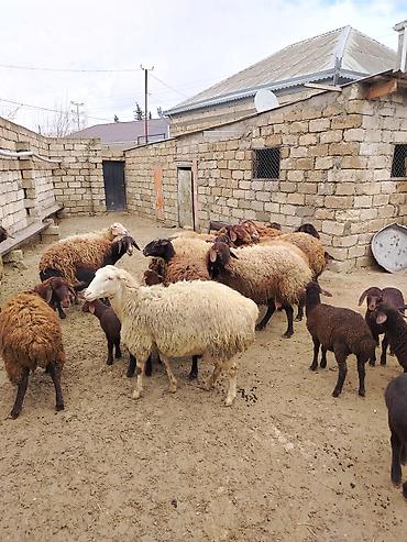 Qoyunlar, qoçlar: Satılır: Qoyun sürüsü - Növ: yerli xalı/xar (uzunquyruq, yağlı — 13