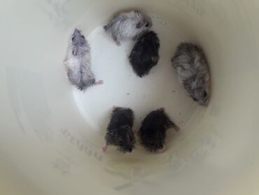 suda yaşayan canlılar: Qiymət endirim edilecək. Fərqli rənglərdə cırtdan hamsterlər. Bu