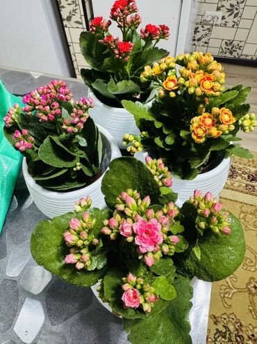 обратный клапын: Каланхоэ Blossfeldiana (махровые сорта) в горшках. - Компактные