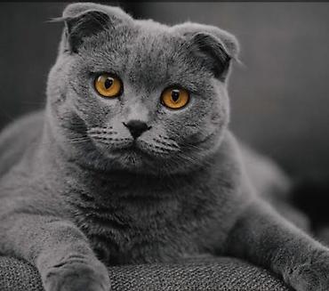 Pişiklər: Britan — 7