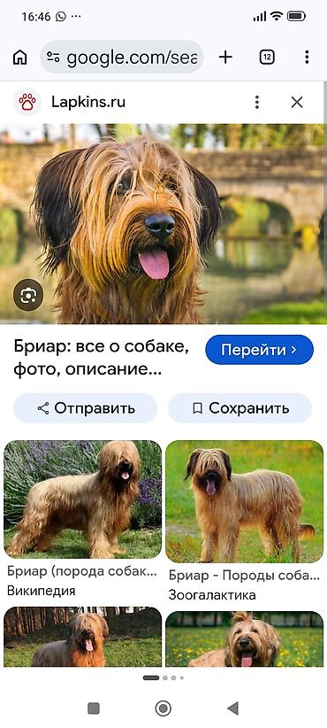машинка для стрижки животных: Порода/тип: собака девочка небольшого ростa с длинной жестковатой — 3