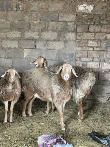 Бараны, овцы: Продаю | Овца (самка), Баран (самец) | Арашан