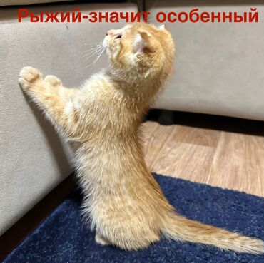 купить корм для перепелов несушек: Мышык бекер берилет: Скотиш Фолд (Шотландиялык шалпаң кулак), 2 айлык, Ургаачы