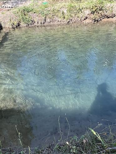Форель: Молодь радужной форели для зарыбления водоёмов - Вид: радужная форель — 3