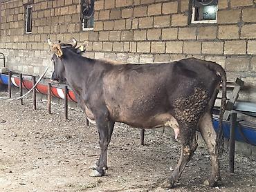 Dana, buzov: Satilir.yani balali. damazliq ücün cox gözel heyvandi.balasi — 3