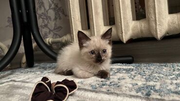персидская кошка: Кошка даром: Сиамская, 1 месяц, Мальчик