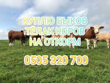 топоз сатылат: Куплю | Коровы, быки, Лошади, кони | Откормленные, Самовывоз, На откорм