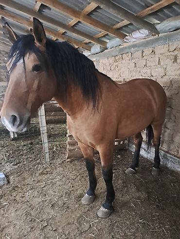 Лошади, кони: Продаю | Жеребец | Рабочий — 1