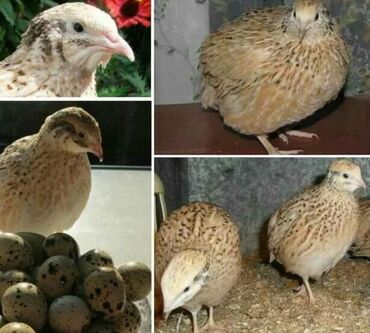 инкубаторские яйца: Сатам | Тооктор